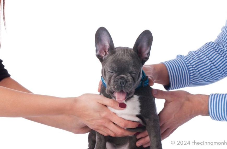 Who Gets the Dog After A Divorce??