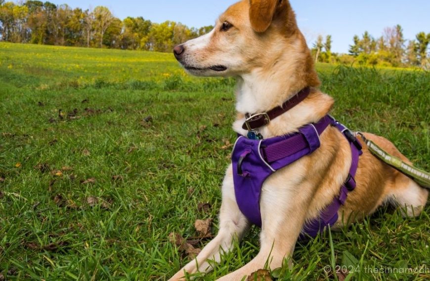 dog harnesses