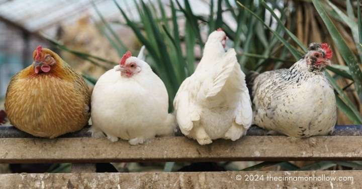 chickens perched on a coop
