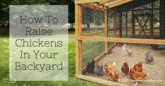 How To Raise Chickens In Your Backyard