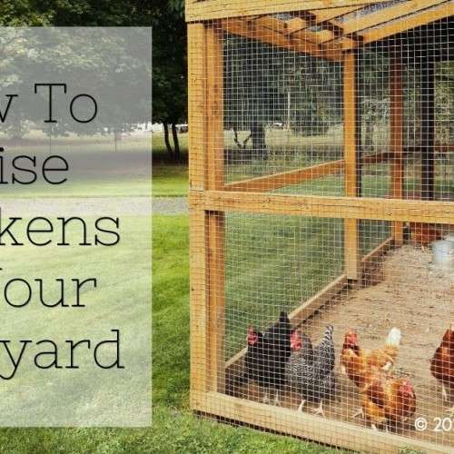 How To Raise Chickens In Your Backyard