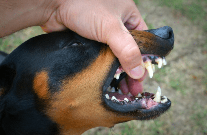 bitten by a dog | dog bite injury