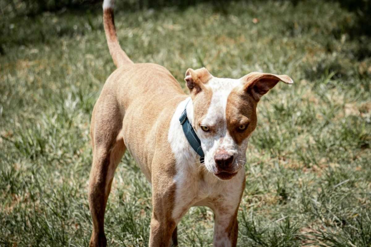 dangerous dog laws