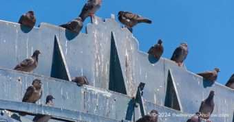 bird control | pigeons making a mess on a building