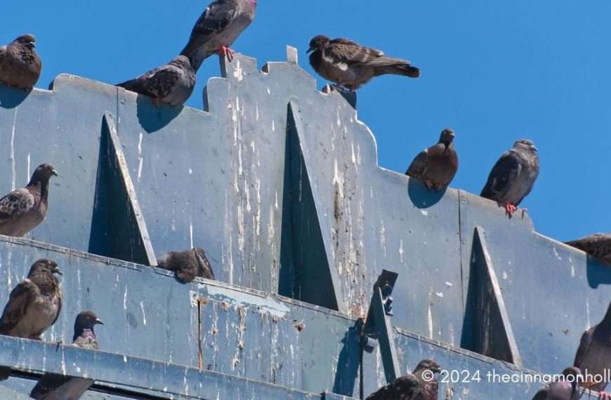 bird control | pigeons making a mess on a building