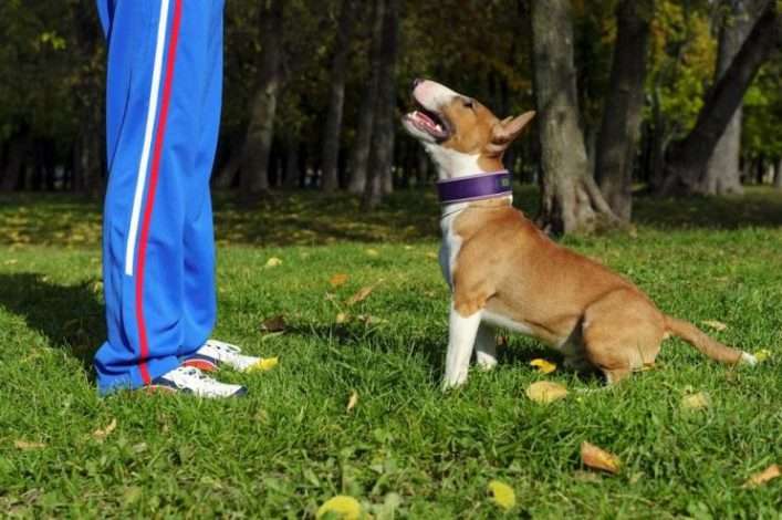 behavior modification for dogs