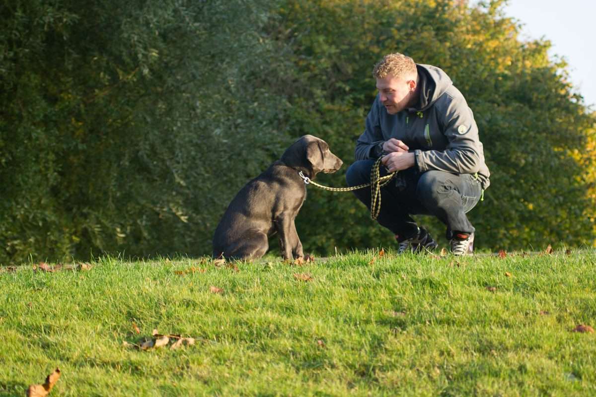 having a dog