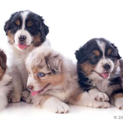 australian shepherd puppy