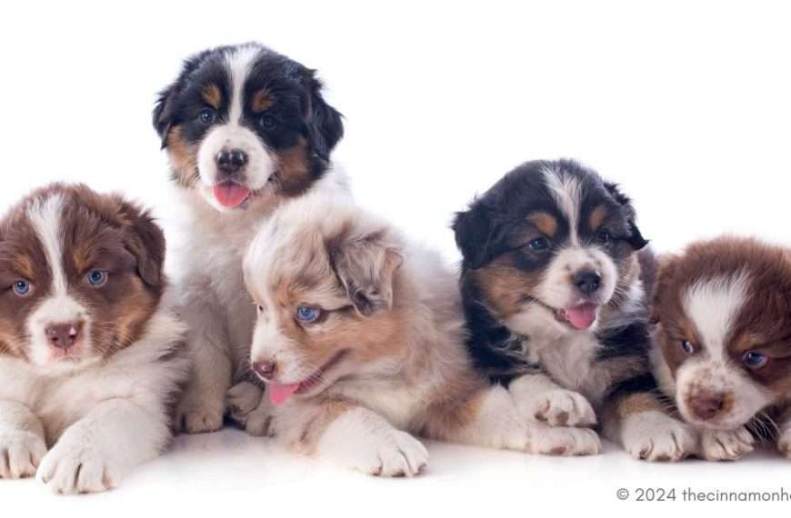 australian shepherd puppy