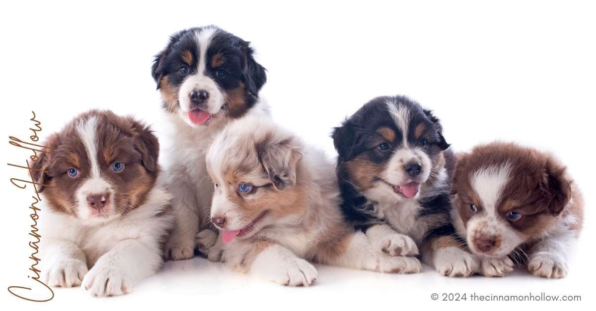 australian shepherd puppy