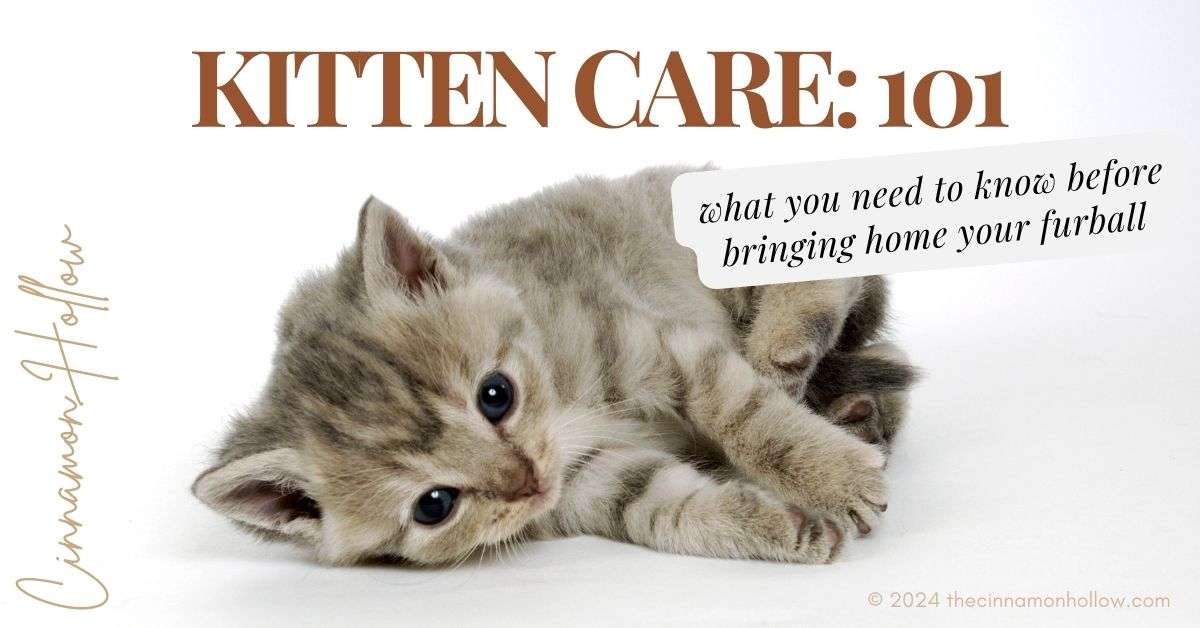 kitten 101