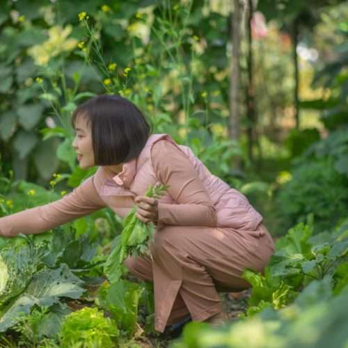 Organic Garden Maintenance