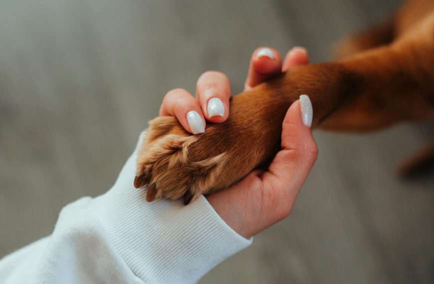 pet parent