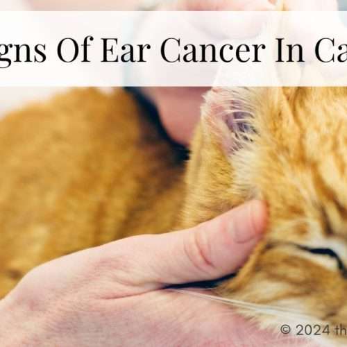 Signs Of Ear Cancer In Cats