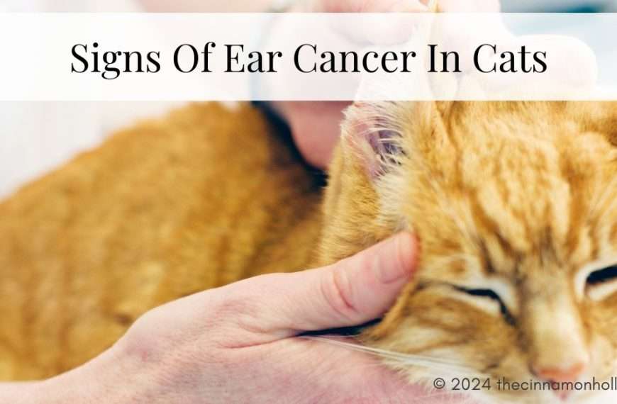 Signs Of Ear Cancer In Cats