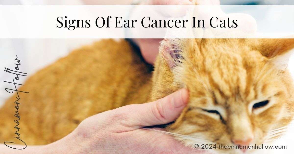 Signs Of Ear Cancer In Cats