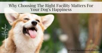 Dog's Happiness