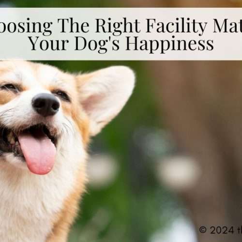 Dog's Happiness