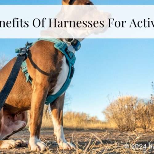 dog harnesses