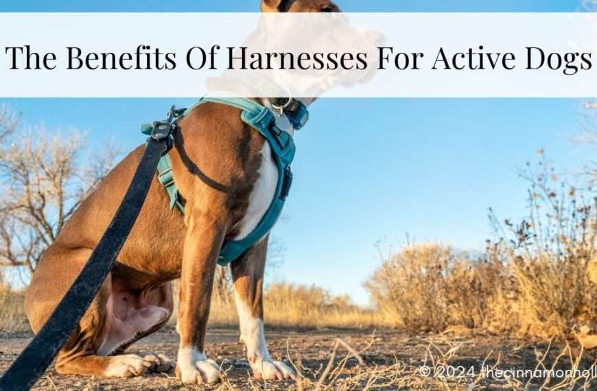 dog harnesses
