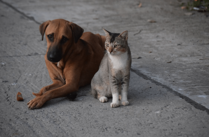 pet insurance 101 - outdoor pets