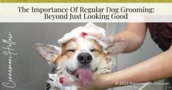 regular dog grooming