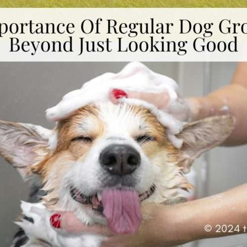 regular dog grooming