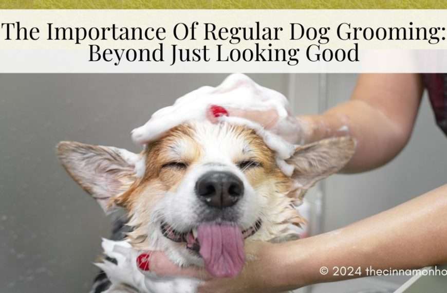regular dog grooming