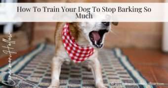 stop barking