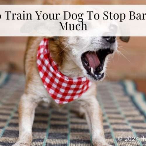 stop barking