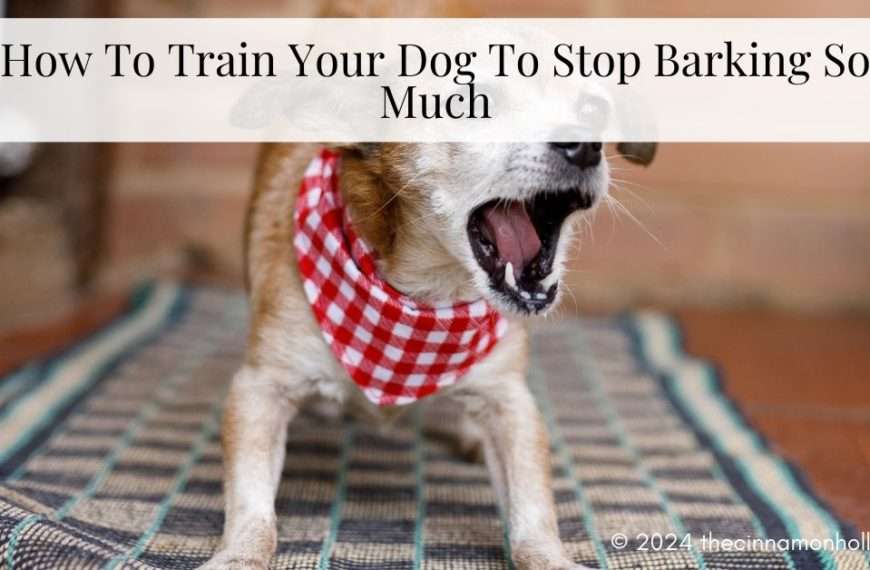 stop barking
