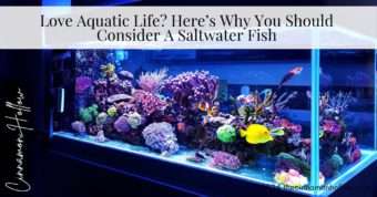 Aquatic Life Saltwater Fish