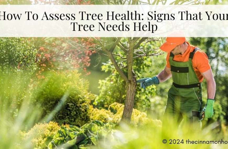 tree health