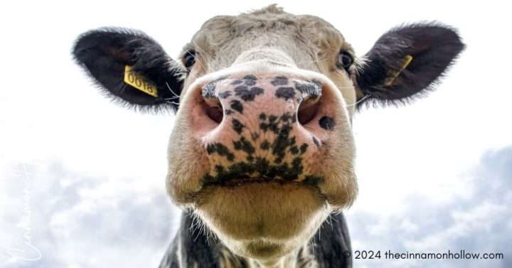 dairy cow on a homestead