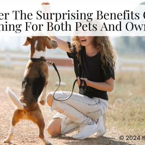 dog training