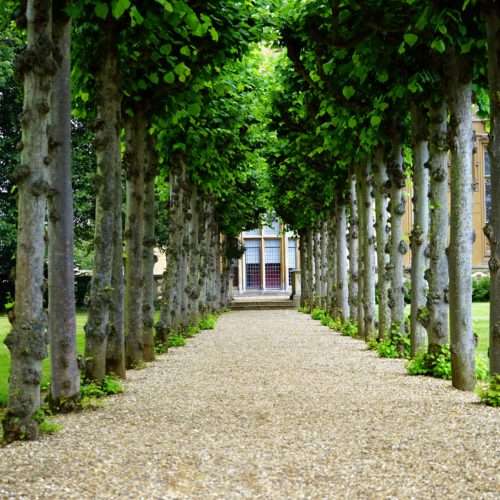 improve your garden with a tree lined path