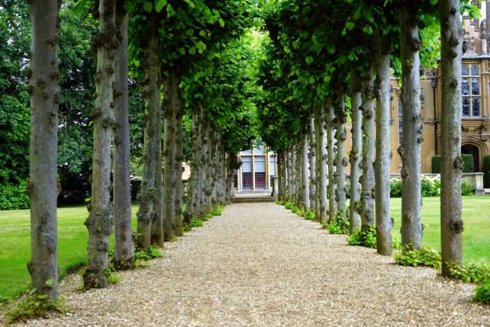 improve your garden with a tree lined path