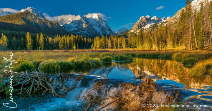 beaver dam in Idaho