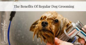 benefits of regular dog grooming