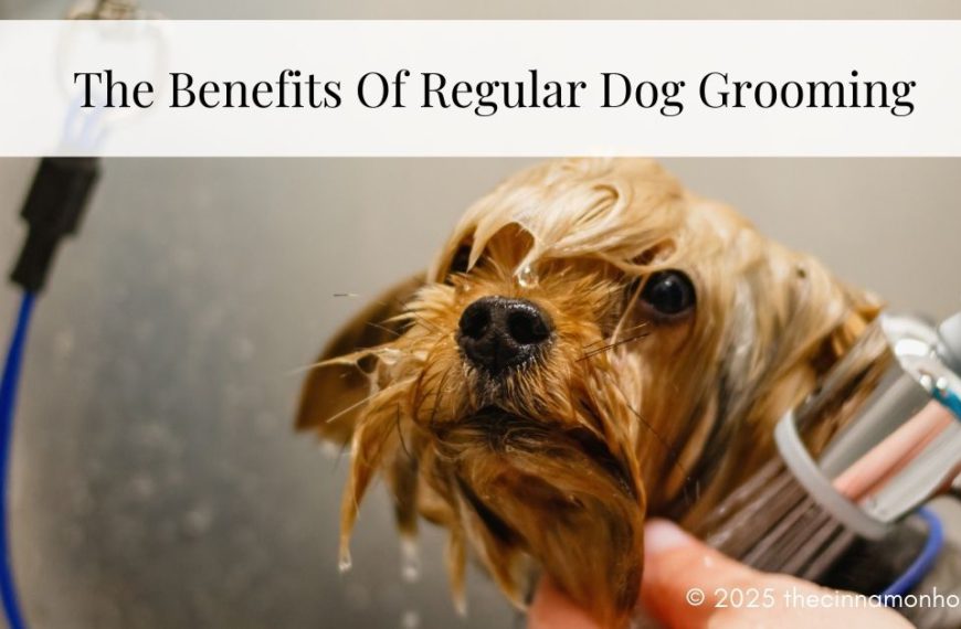 benefits of regular dog grooming