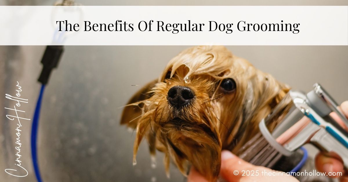 benefits of regular dog grooming