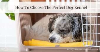 how to choose the perfect dog kennel