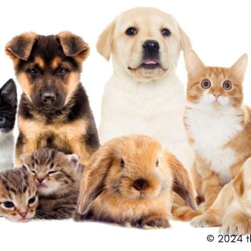 your pet - pet restrictions