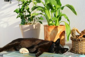 black cat on table - improving your home's air quality