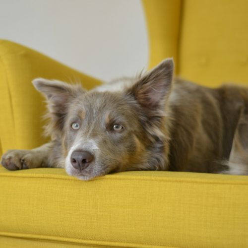 dog - steps for healthier air quality