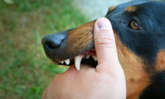 Sacramento Dog Bite Prevention - dog bite incident