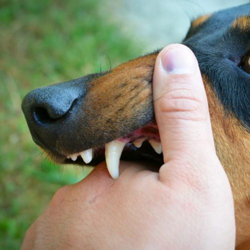 Sacramento Dog Bite Prevention - dog bite incident