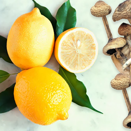 Psilocybin-Infused Beverages