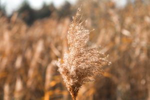 reducing allergies like wheat and plants