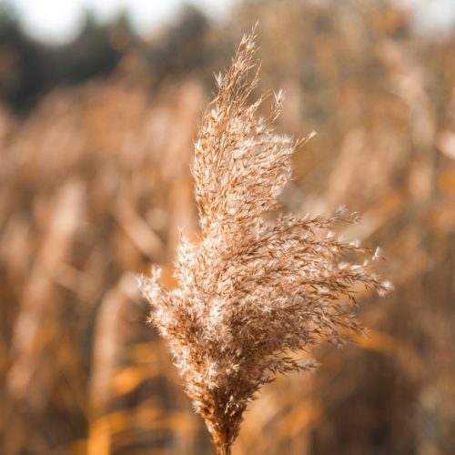 reducing allergies like wheat and plants